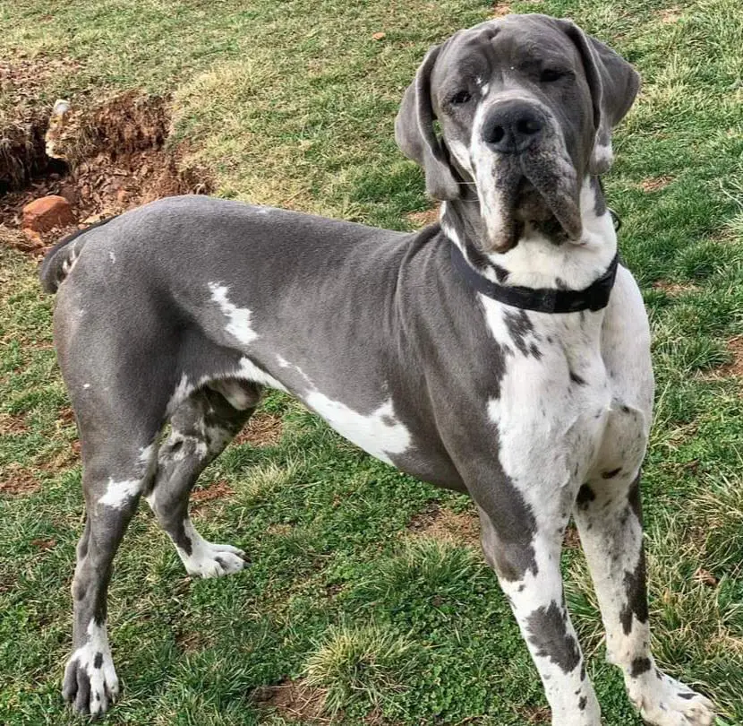 Walls Danes Tennessee Outlaw