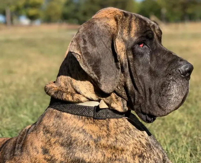 Michigan Mistress Northwood Euro Danes