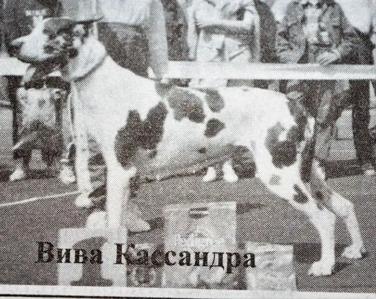 VIVA CASANDRA