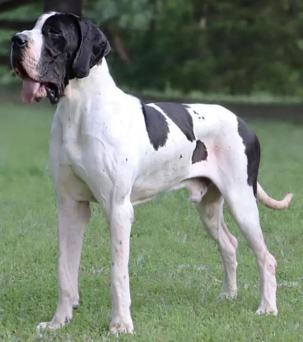 Atlas Of Lauer Danes
