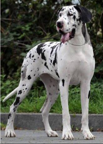 Queen Mum Von Auryn