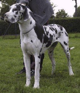 Darling Von Der Schlehhecke