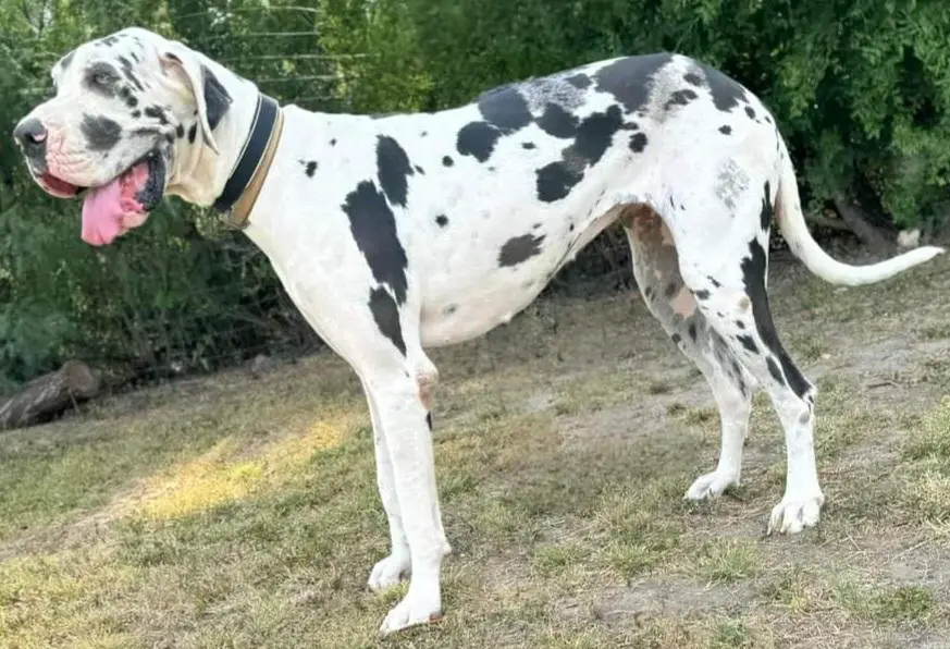 Raya Of R&L Dane Ranch (RDD)