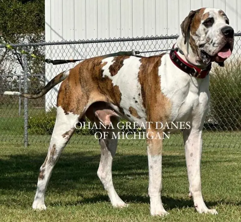 Jedi Knight Of Ohana Great Danes