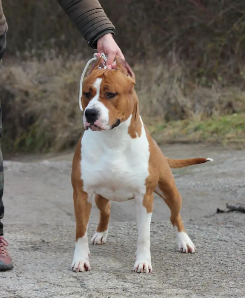 Cayenne on highway Fer-staff