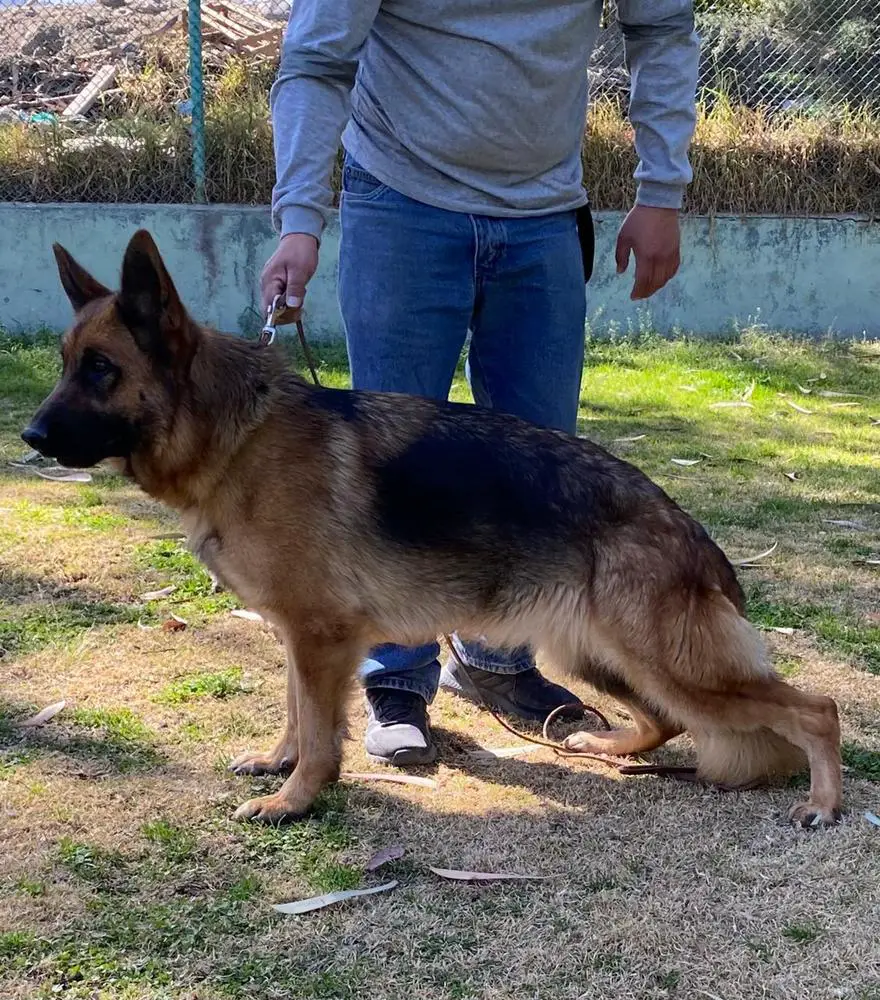 Orangela Di Casa Caputi