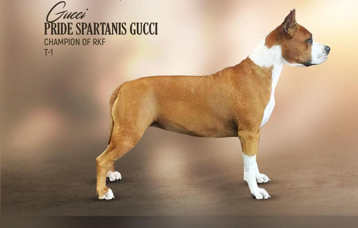 Pride Spartanis Gucci