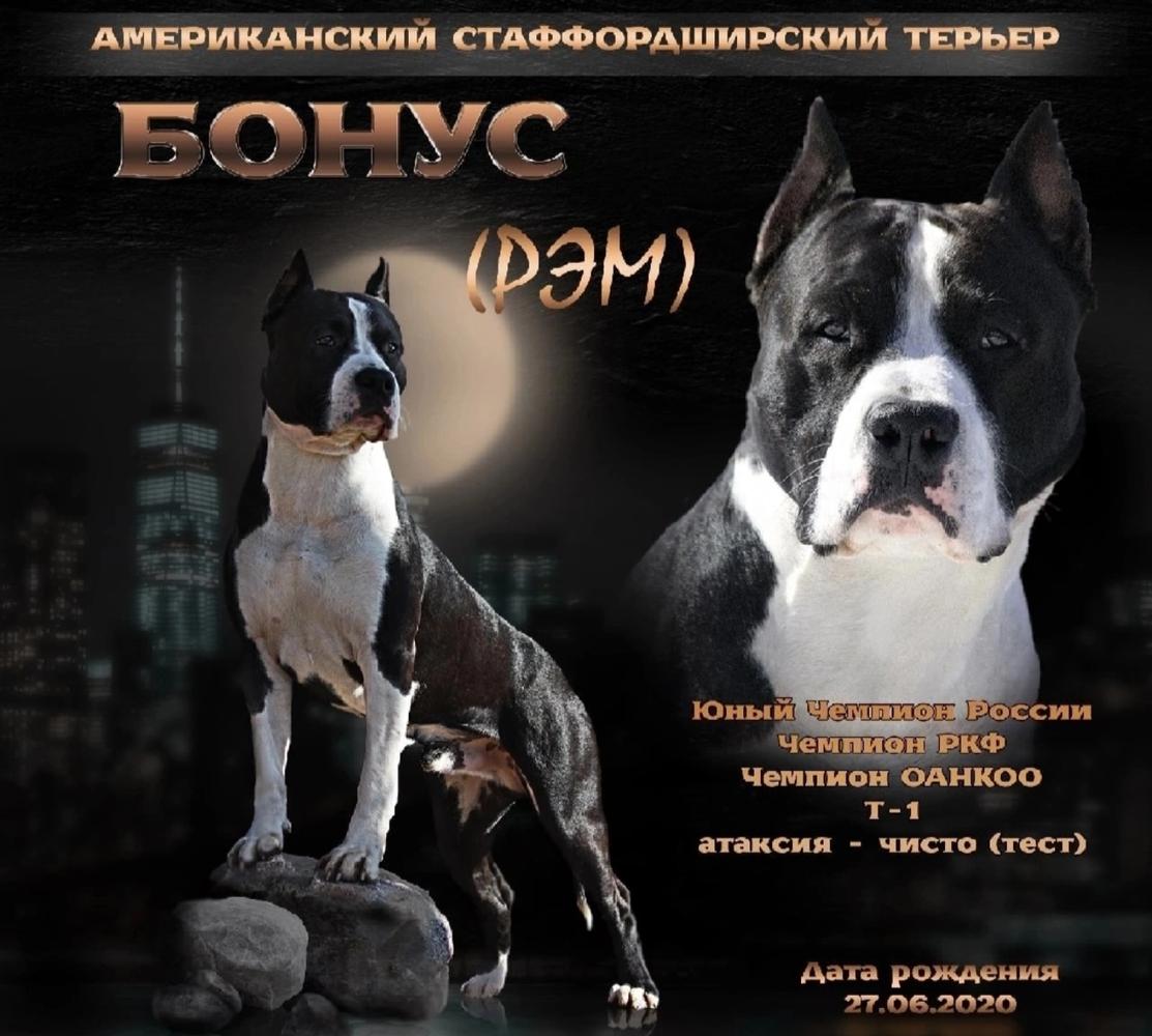 BONUS (2020)