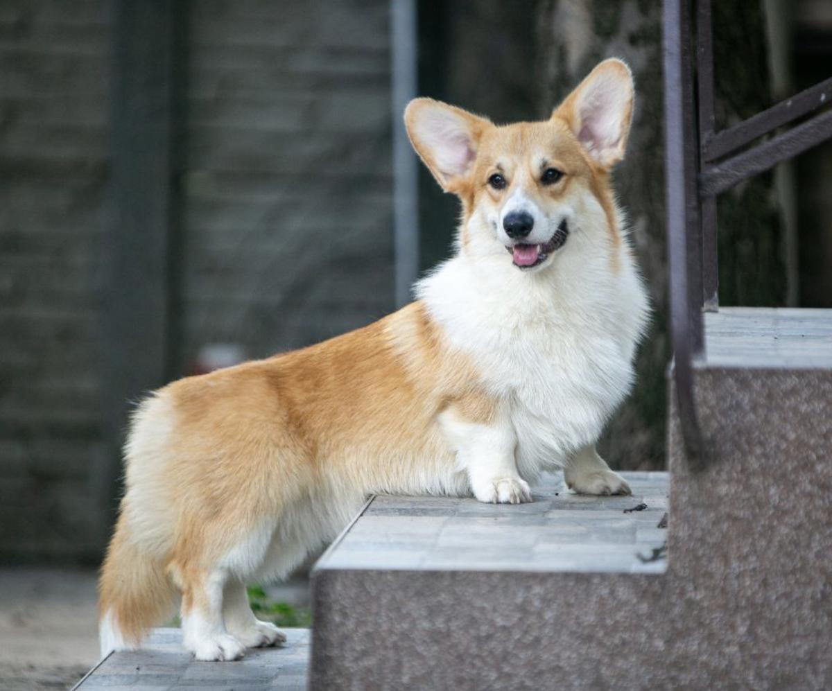 Prodigy DOG FM