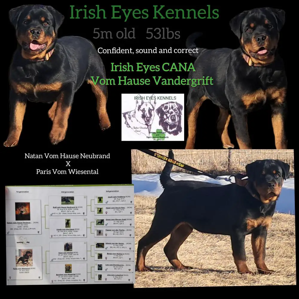 Irish Eyes Cana Vom Hause Vandergrift