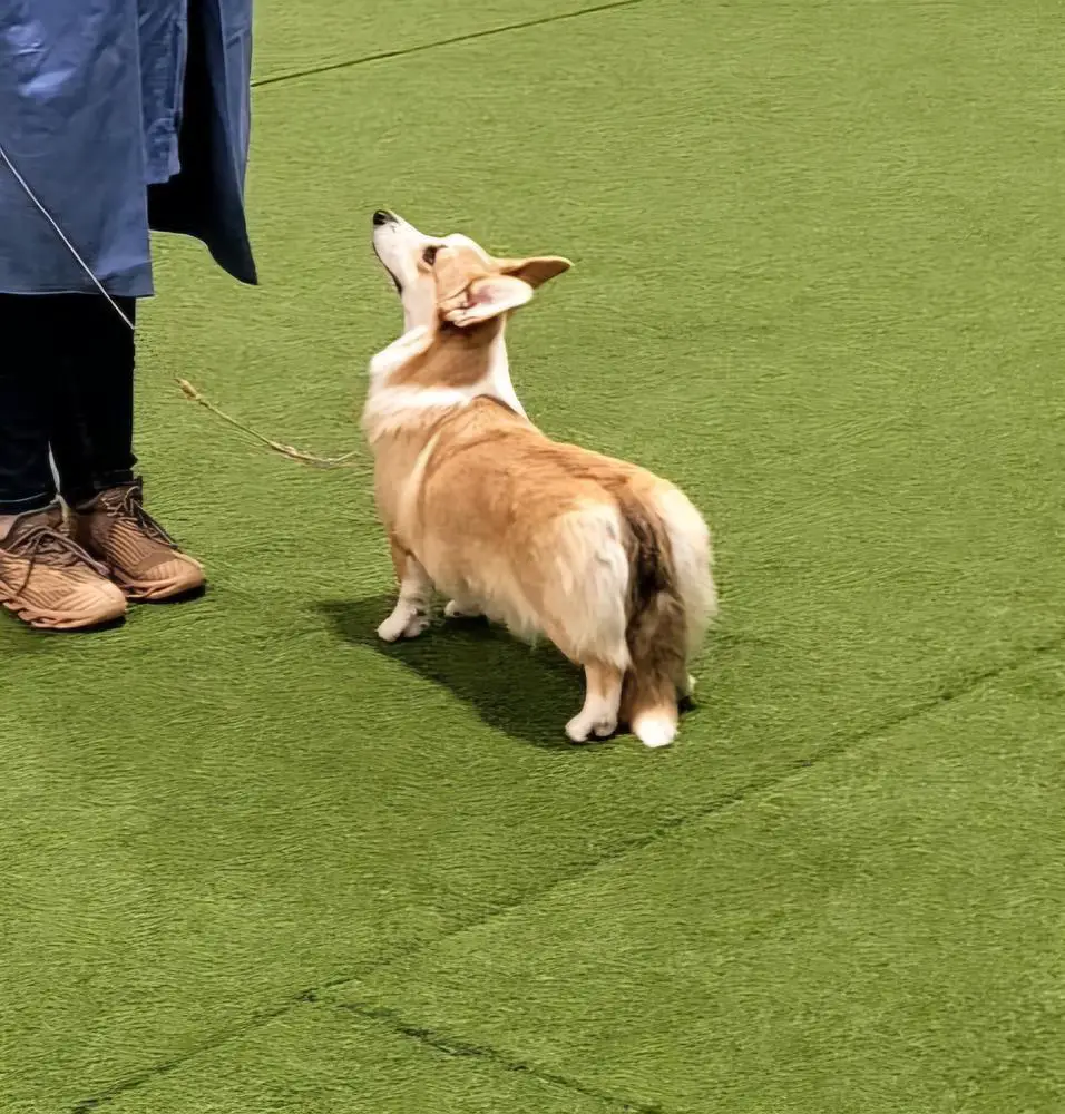 Lower Saxon Devil in disguise