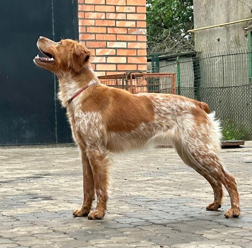OLGA di Rio Chiaro