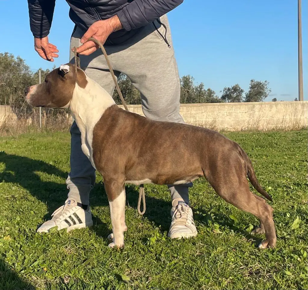 Karol del Jinko's Salentino