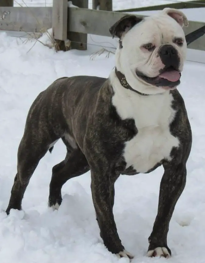 Tight N Tuff's Shirley
