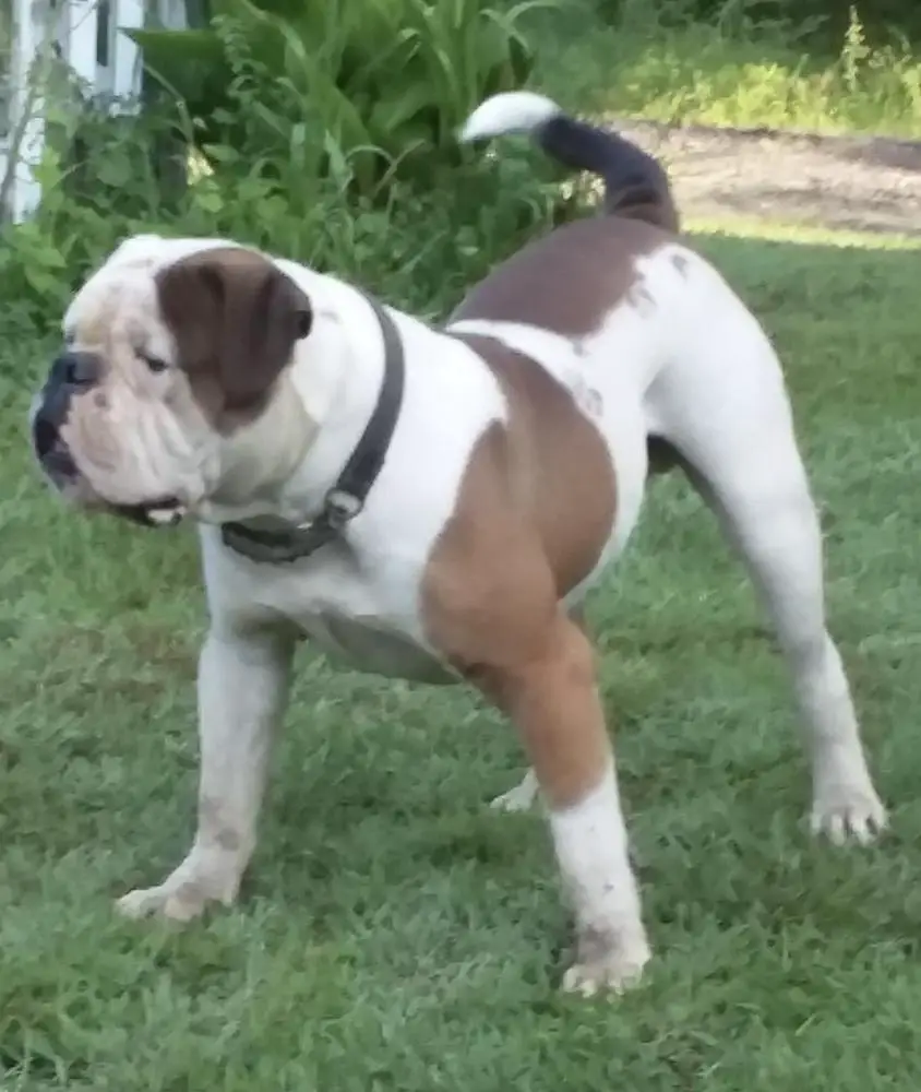 FullofBull Bam Bam