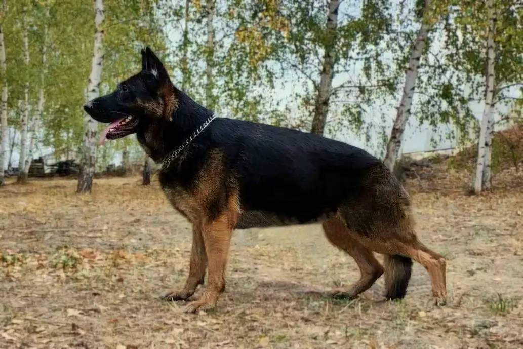 Tuadash Agata 2