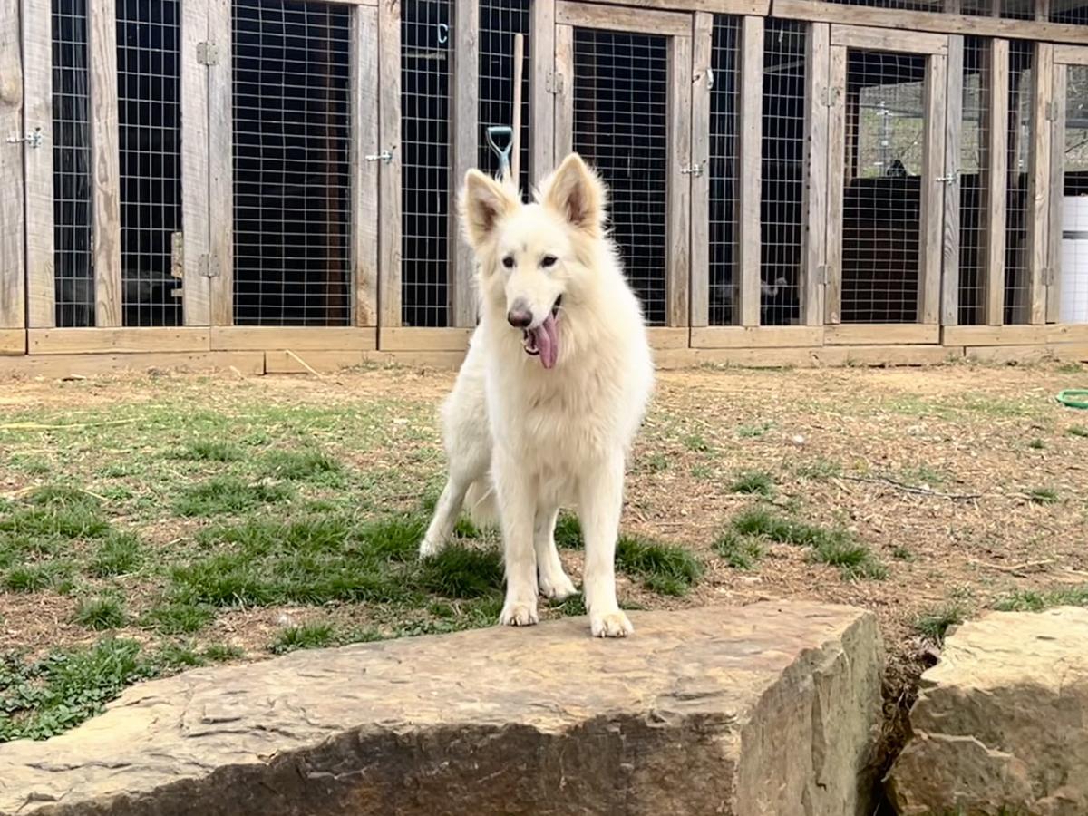 Ruger's Special Edition Von Frieden