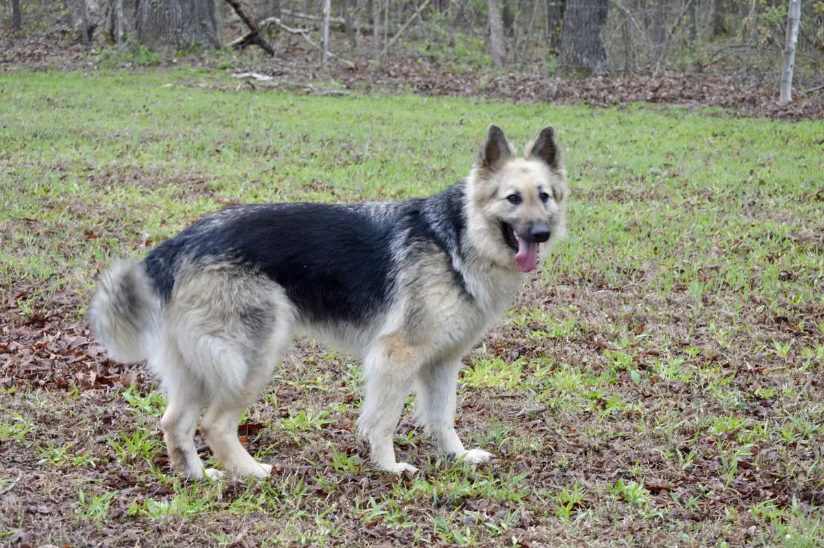 Dallas's Legacy Von Frieden