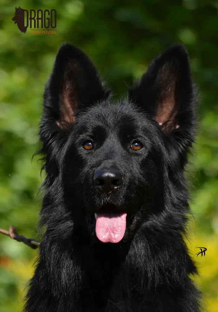 NIKO Kuznica Dolina