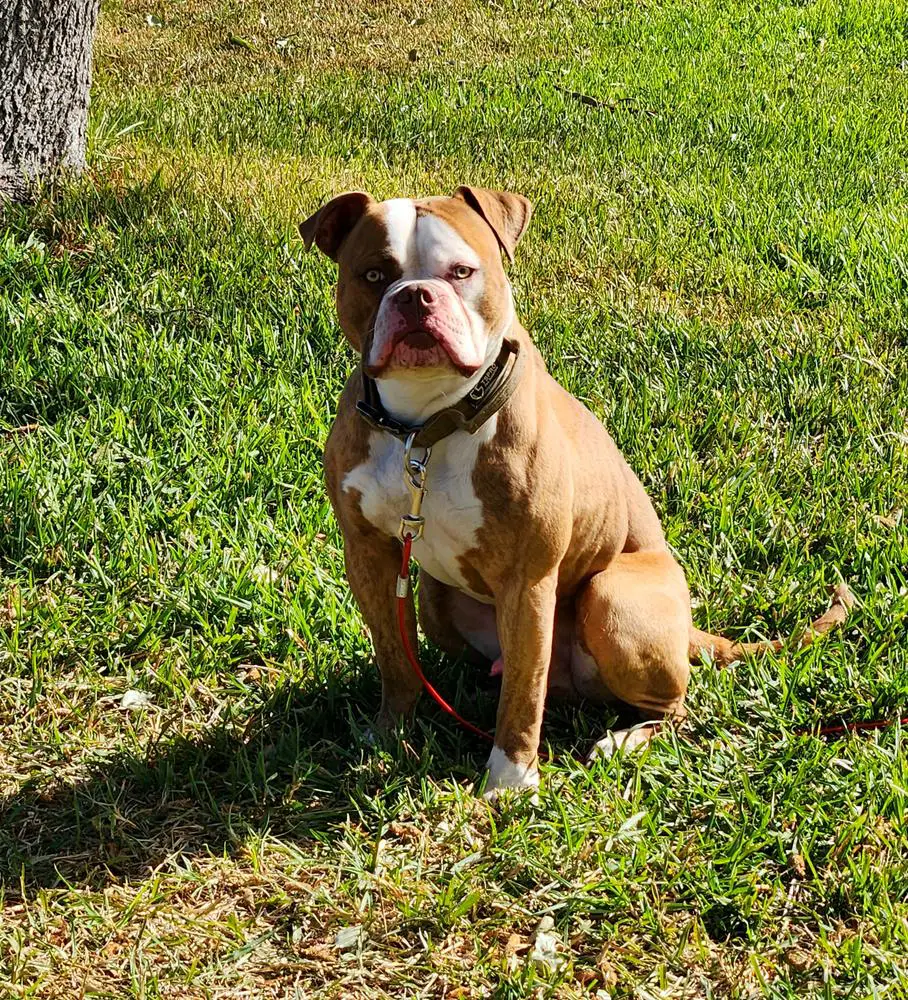ROCHA'S ROCCO OF BLACKWELL'S