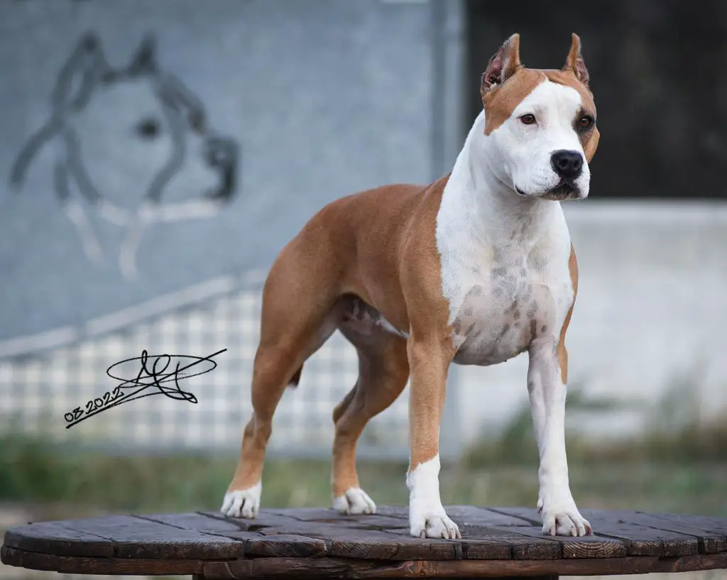 Imperfect del Jinko's Salentino