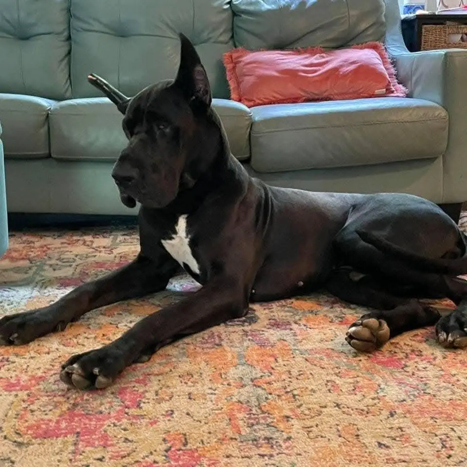 GDO's Preston Of Duke