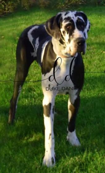 Duke Dane's Mystic Of The Heart From Noah's Ark
