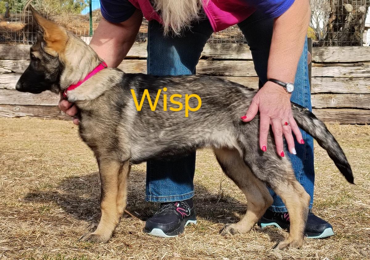 Wisp Von Der Traumwolfen