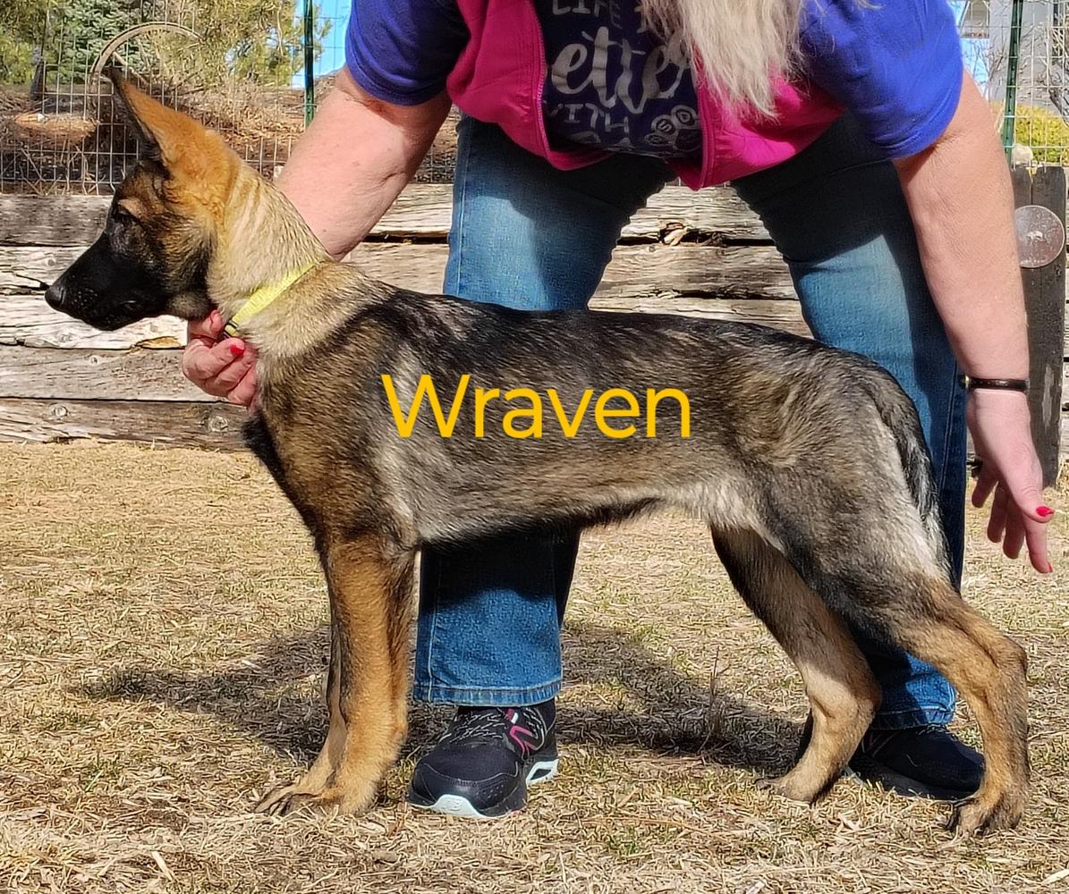 Wraven Von Der Traumwolfen