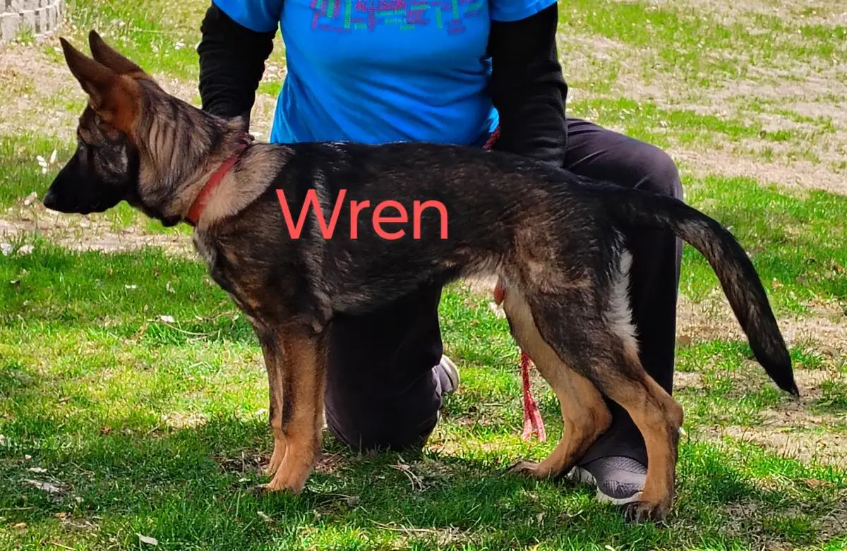 Wren Von Der Traumwolfen