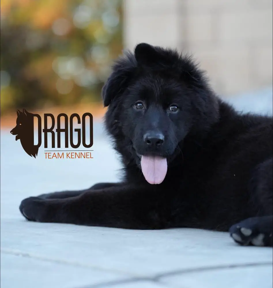 JENNY Drago Team