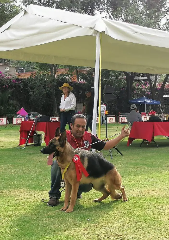 Java (Pastrana)