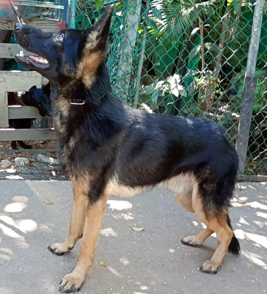 Balam Rodríguez