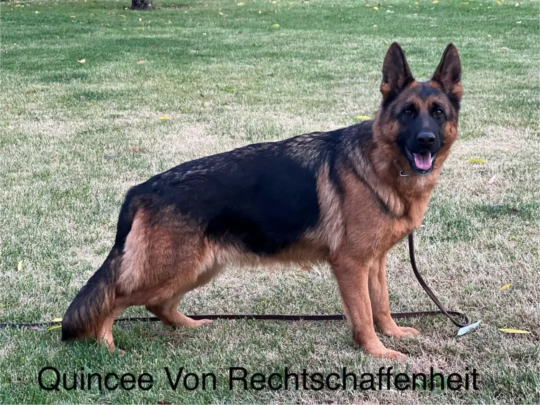 Quincee Von Rechtschaffenheit