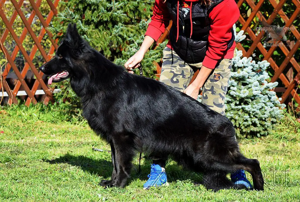 Team Zilber Wasserfall PUMA 2