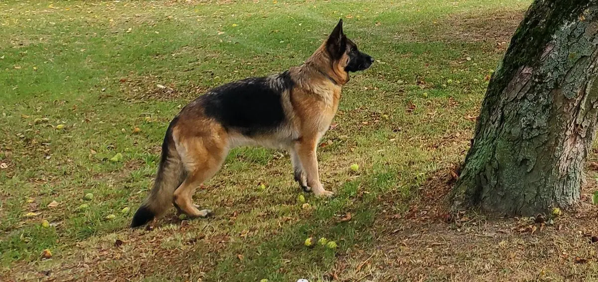 Al-grom BACCARA
