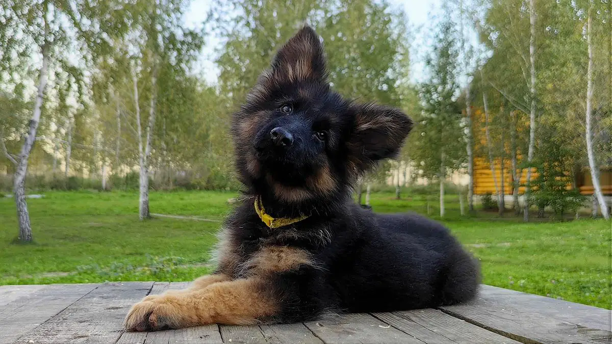 Elka Iz Pomestya Bogovik