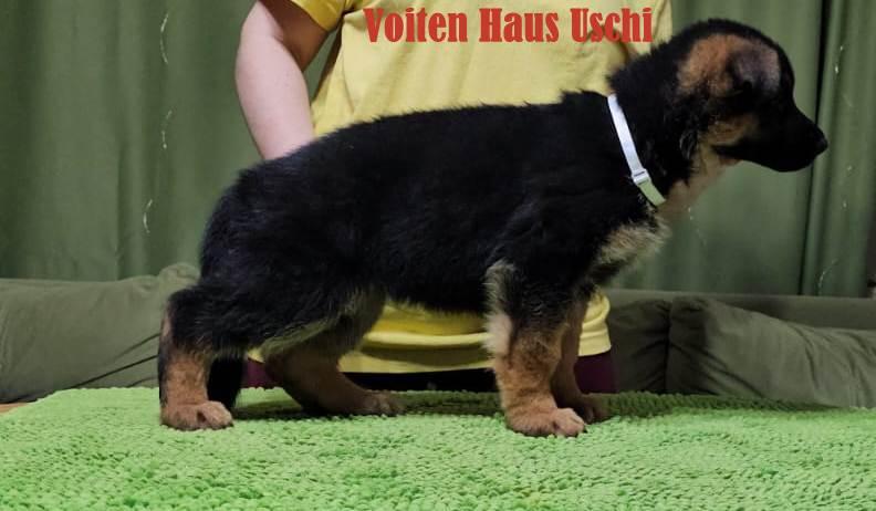 Voiten Haus Uschi