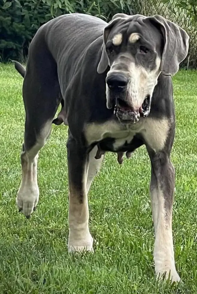 Night Magic Valkyrie Has Chosen Of Regal Danes
