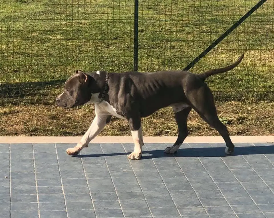 ARON (LOI 1871150)
