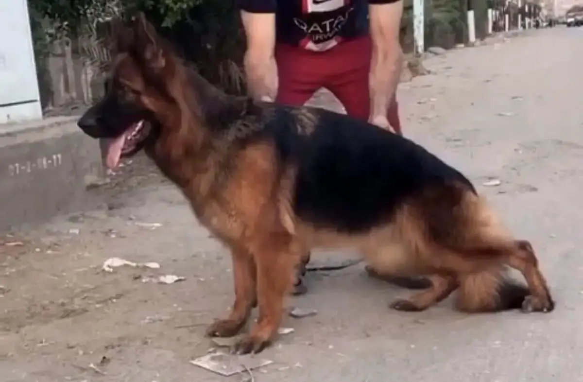 Ctia Vom Royal Kennel