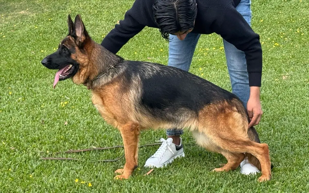 Niza von Verbünden