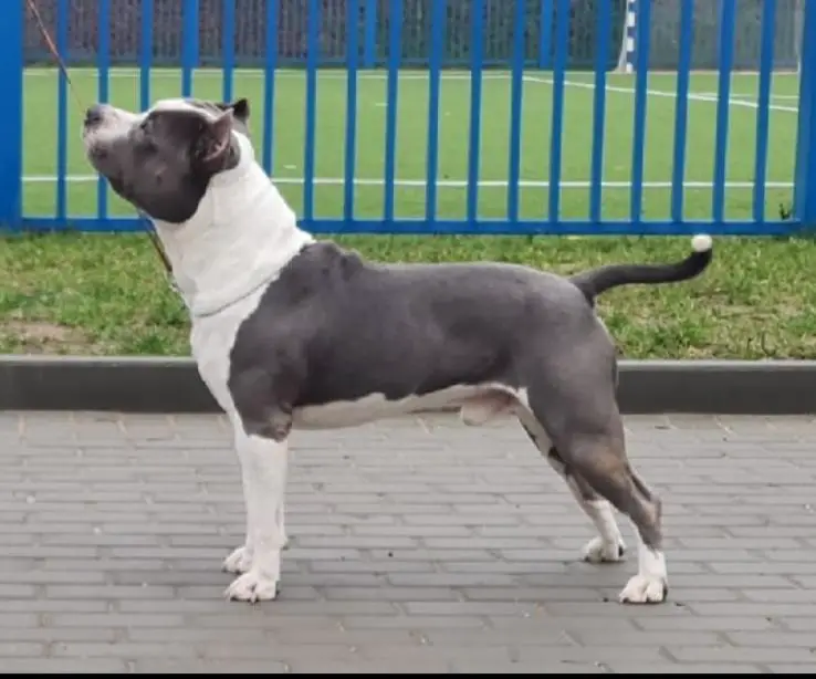 Chingiskhan