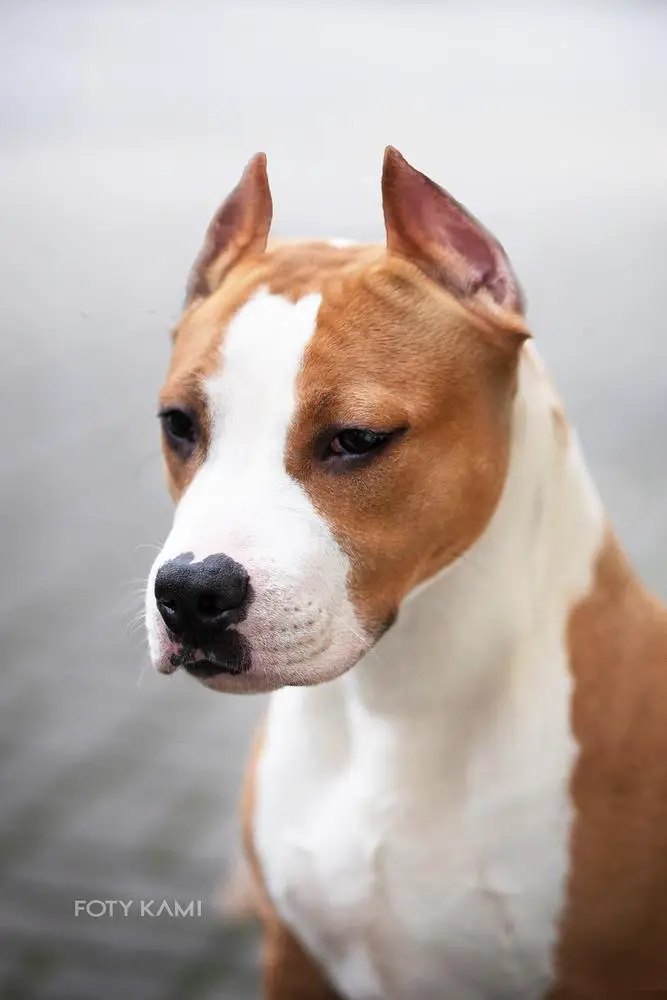 Flagrate Vivir Perros