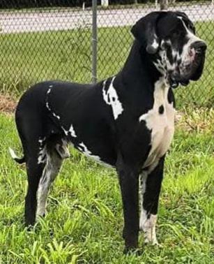 Ruby's Great Danes Walter
