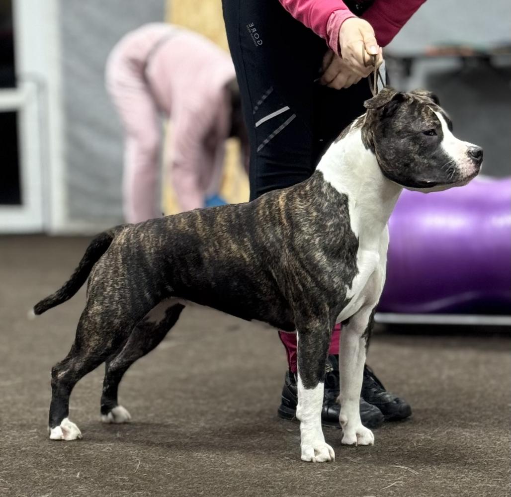 Anseris Suzirya Amstaff