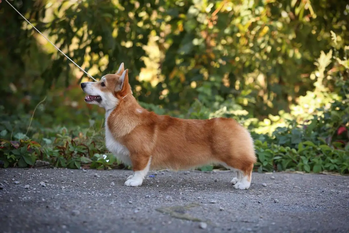 Macarena Corgi Royal Count