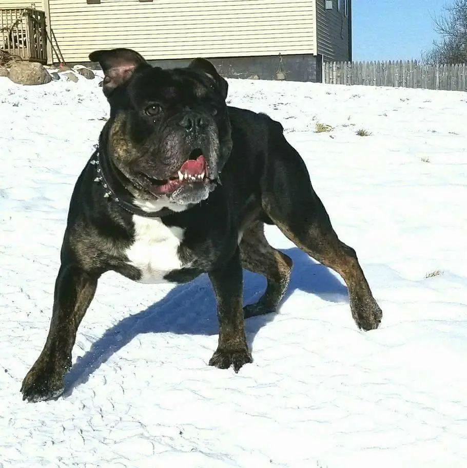 Shoreline’s Grut