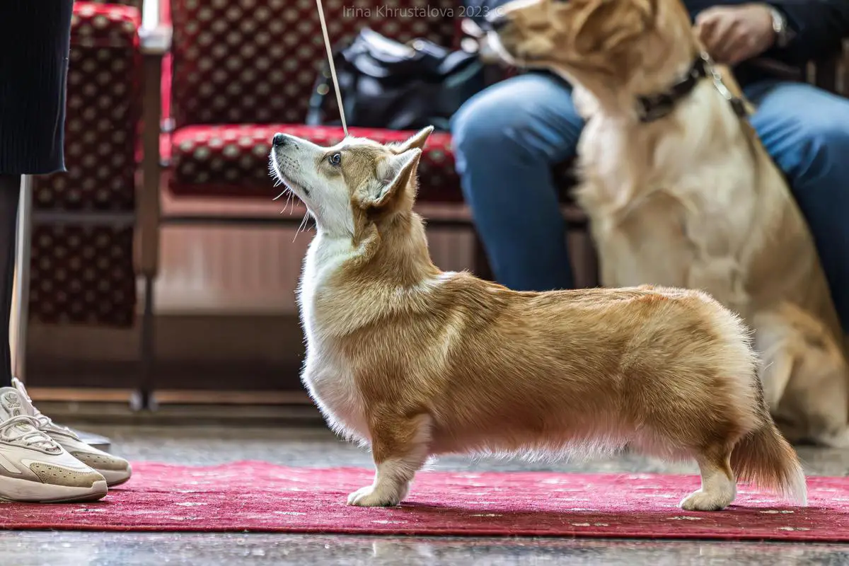Furia Corgi Court