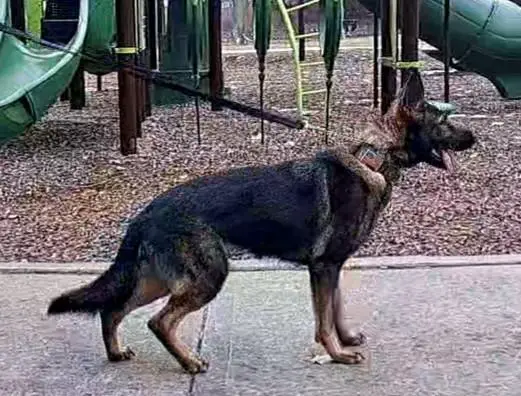 Harley Von Zitronen Bauernhof